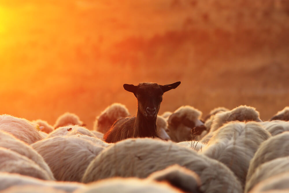 Black Sheep