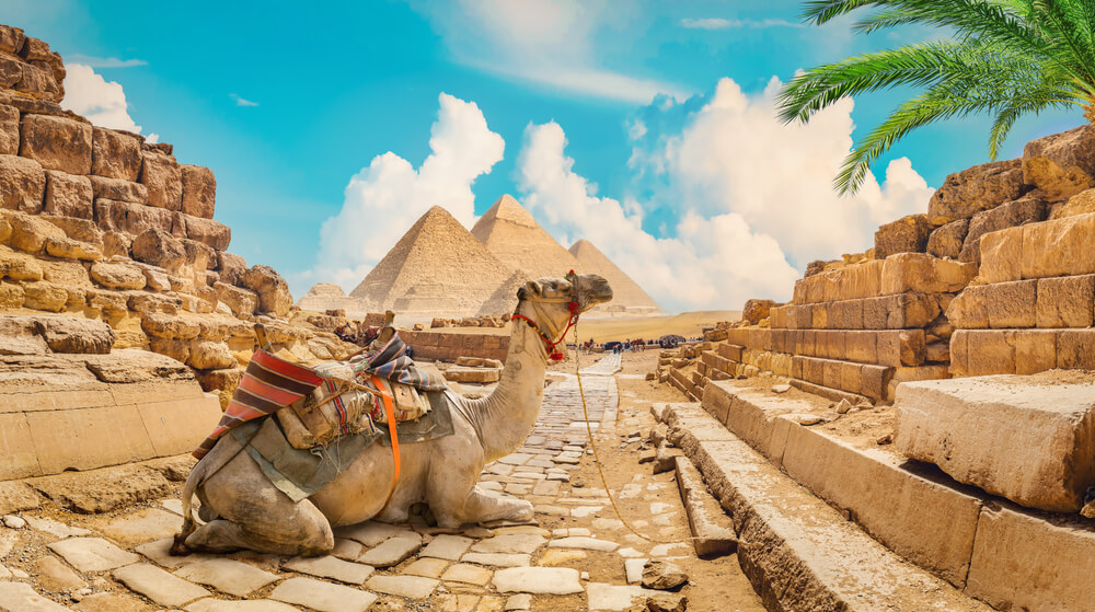 Camel,Near,Pyramids,In,Hot,Desert,Of,Egypt