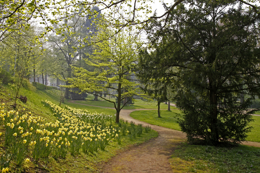 Way,In,The,Casino,Park,With,Blossoming,Daffodils,In,Georgsmarienhuette