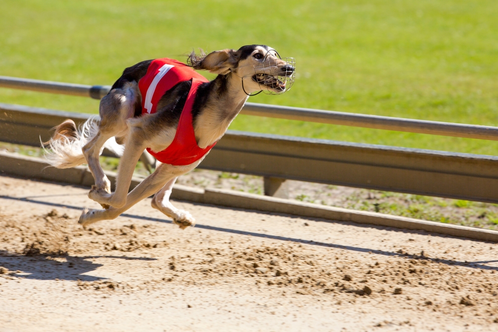 Greyhound,Is,Running,For,The,1st,Place.